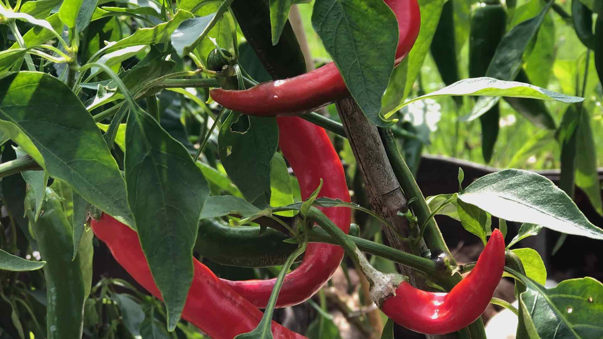 Chili-direkt-vom-Feld-in-die-Kueche