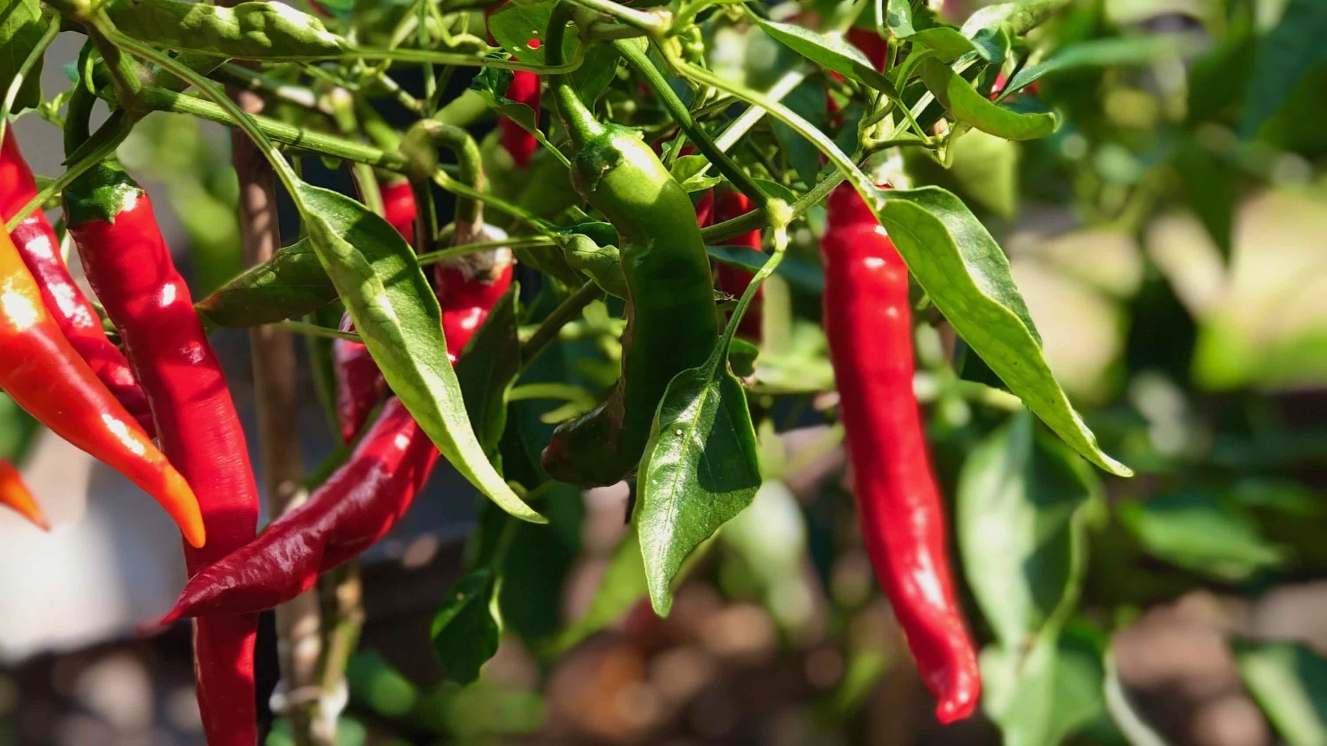 Frische Chili kaufen, das Bild zeigt eine Chilipflanze mit roten Chilis daran