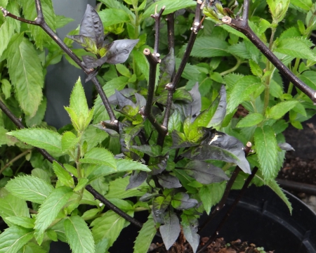 sind-Chili-Pflanzen-mehrjaehrig