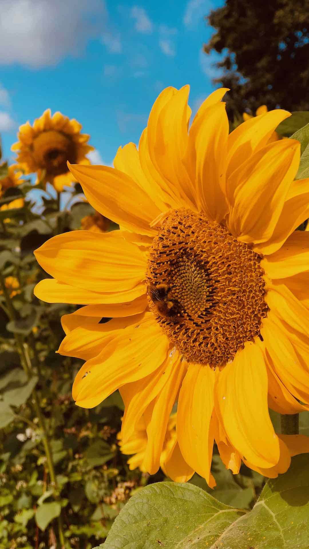 Sonnenblumenfeld Sonnenblumenblüte mit dicker, fetter Hummel darauf