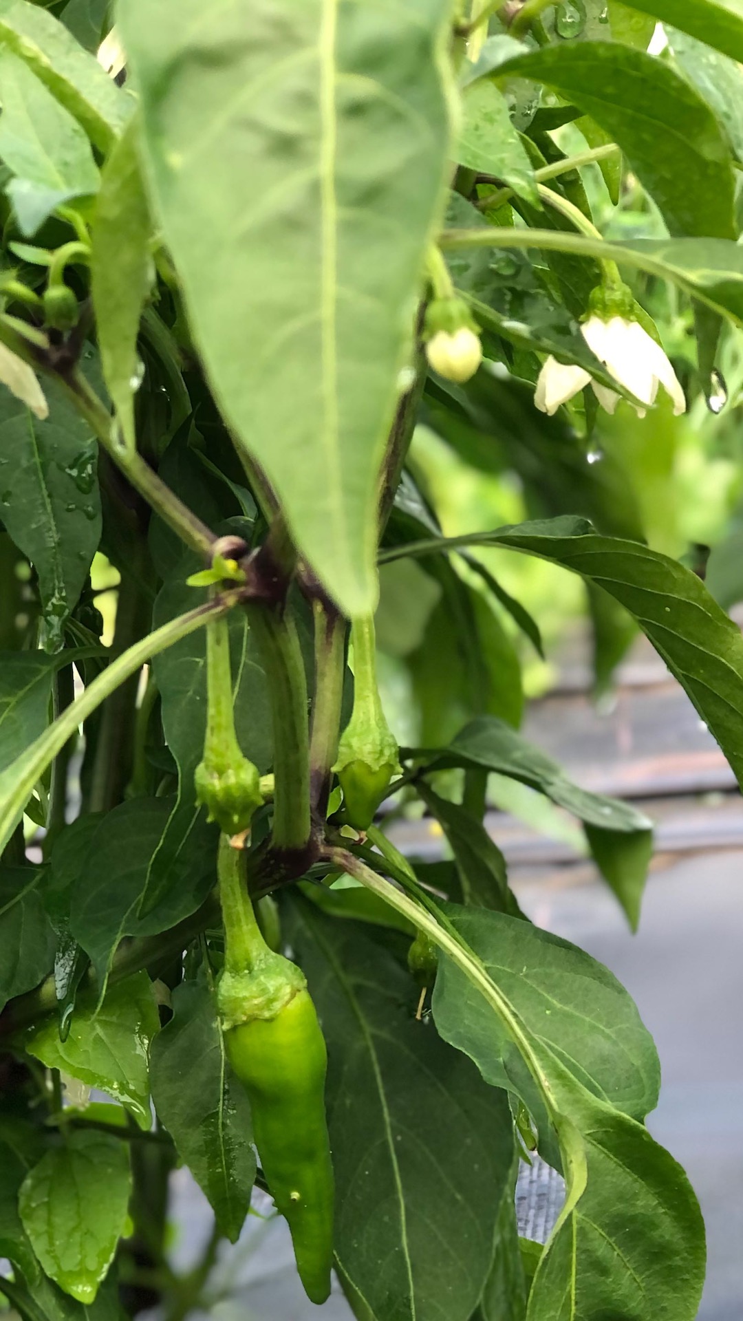Chili Pflanze düngen mit Hausmitteln Chili Pflanze düngen mit Hausmitteln das Bild zeigt eine Chilipflanze mit blättern, Blüten und Früchten