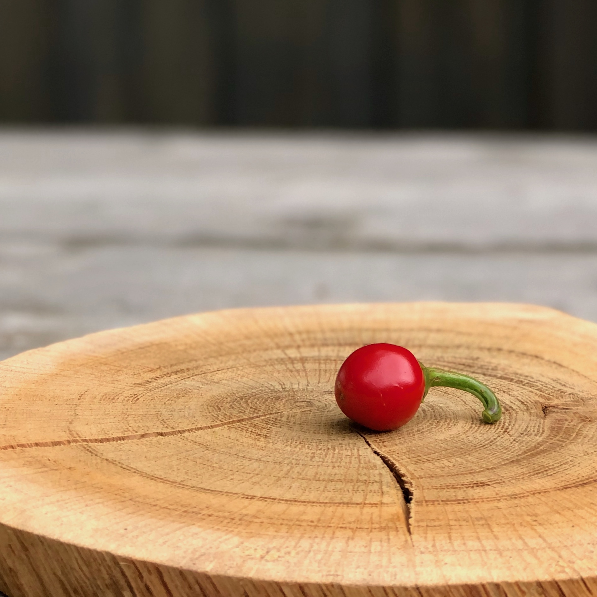 Roter Kirsch-Chili Schärfegrad 8 auf einer Holzscheibe liegend