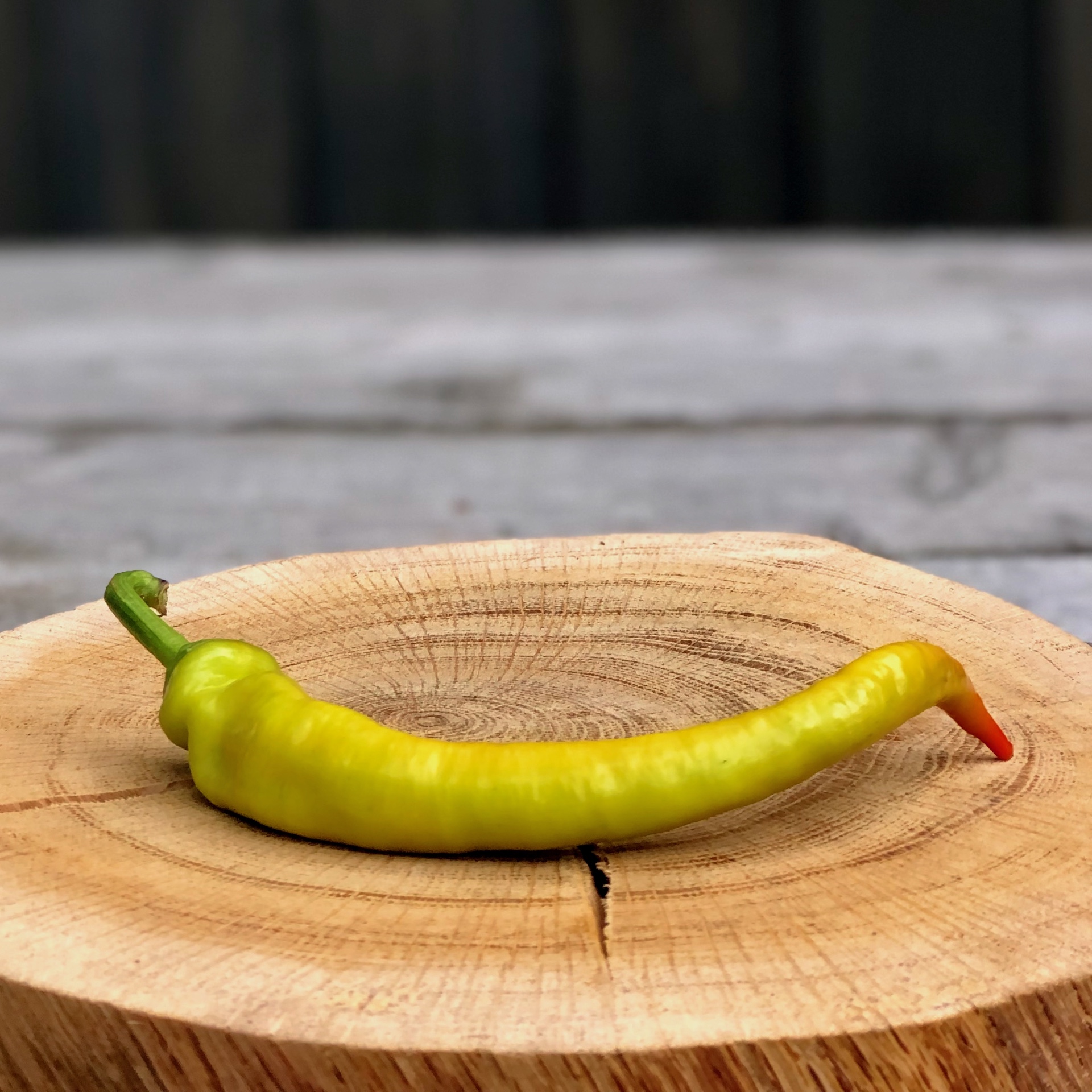 Frische Chili Schärfegrad 1 kaufen Lange Chilischote Schärfegrad 1 in gelbgrünlich mit roter Spitze auf einer Holzscheibe liegend