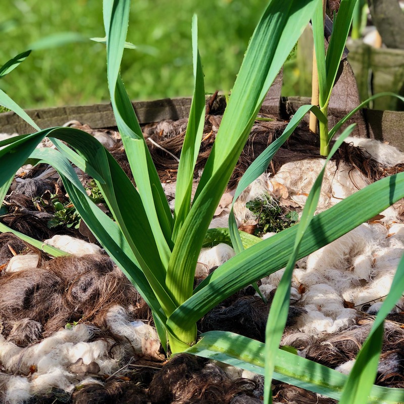 Knoblauchpflanze Hardneck im Pflanzsack mit Wolle gemulcht Knoblauchpflanze Hardneck im Pflanzsack mit Wolle gemulcht Chilli Manufaktur