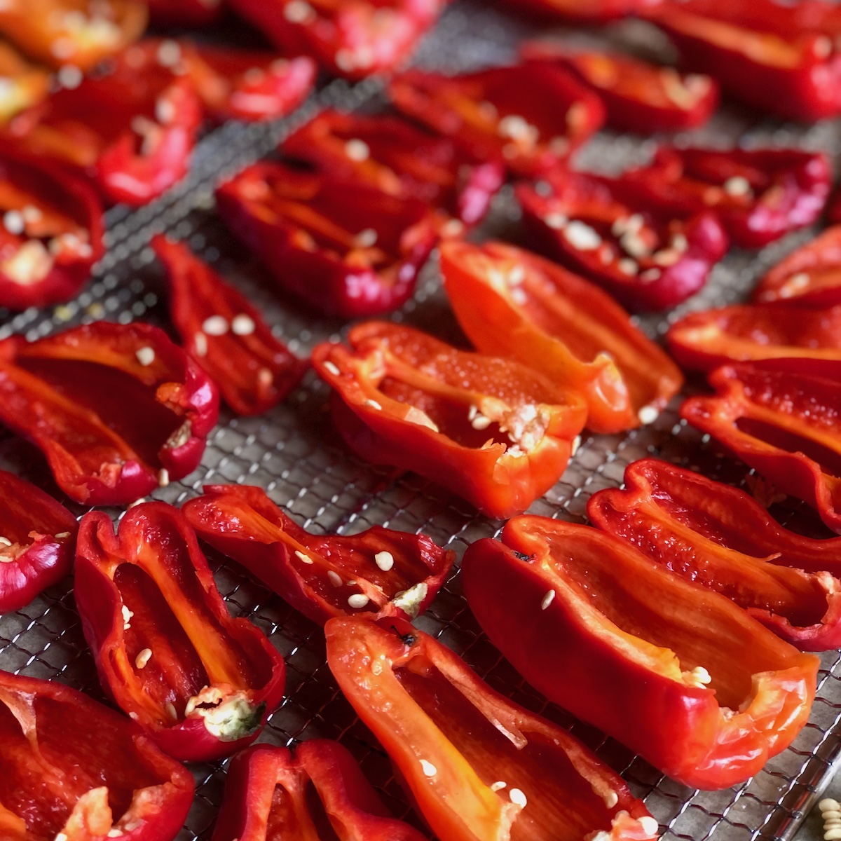Halbe Chilisschoten liegend auf einem Gitter zum Trocknen im Dörrgerät