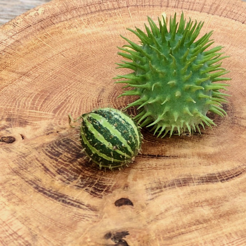 Das bild zeigt unterschiedliche grüne Cucumis Ziergurken auf einem Holzuntergrund als Herbstdeko für den Tisch