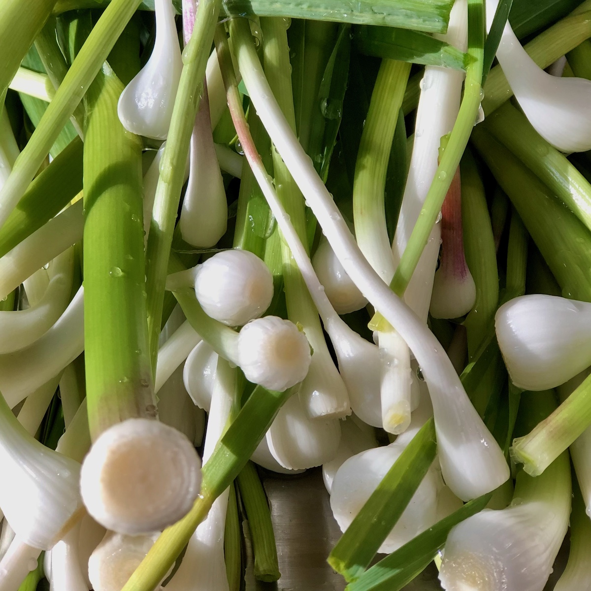 Frühlingsknoblauch frisch geerntet und gewaschen zum Verarbeiten für das Knoblauchpesto kleine Stinkerei