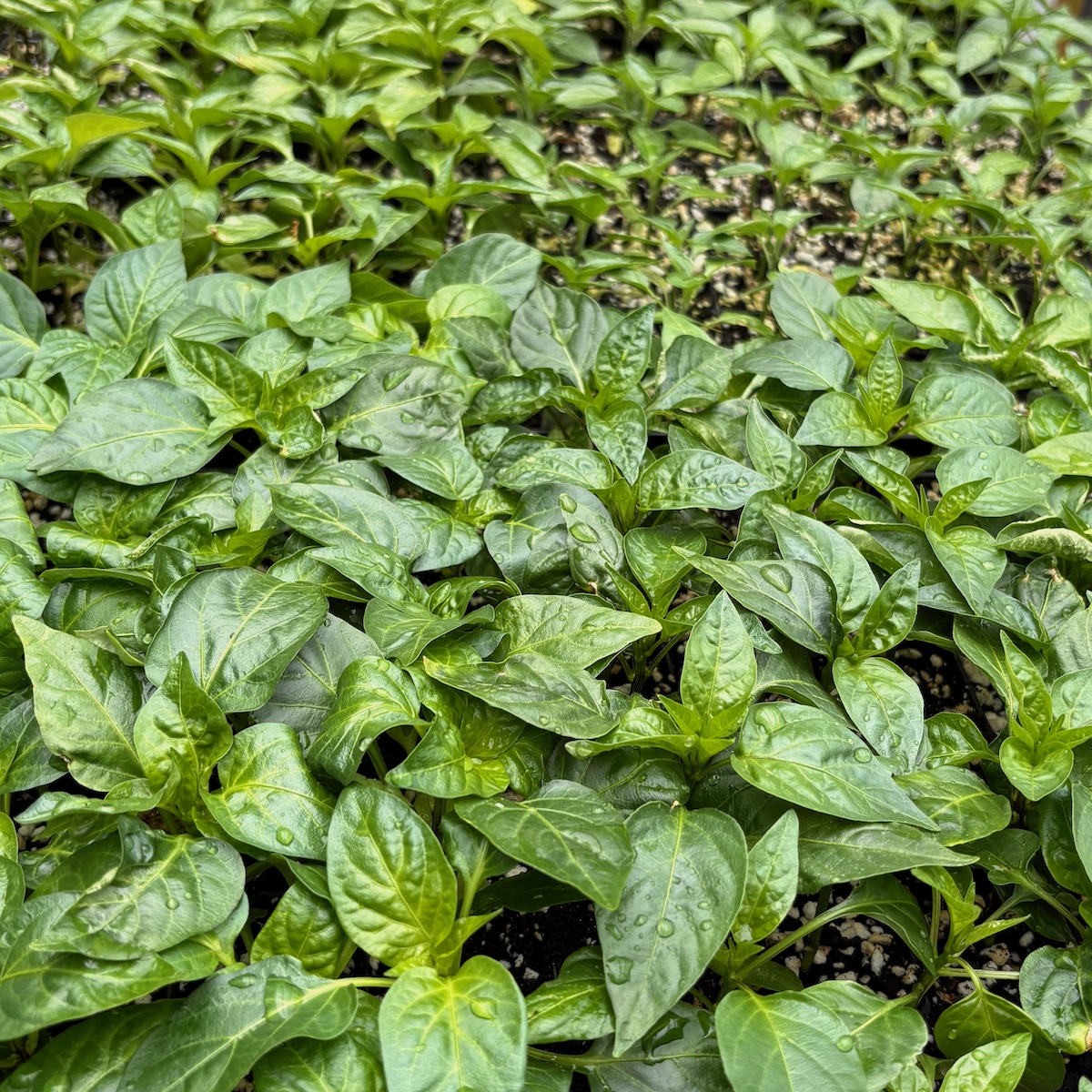 Chili Pflanzen dicht an dicht stehend als Jungpflanze zum kaufen