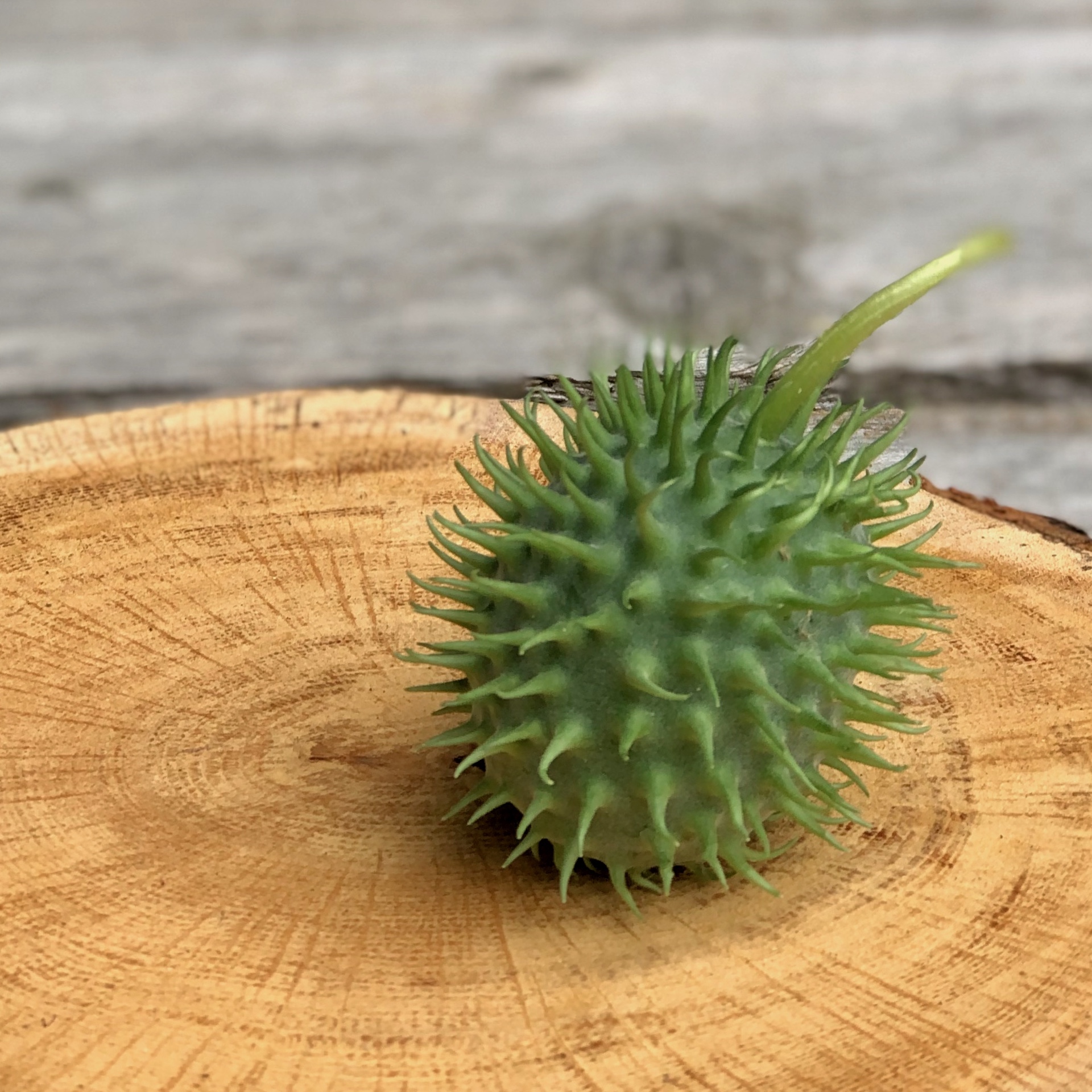 Ziergurken Cucumis Sorte Hirsutus grün Herbstdeko Ziergurken Cucumis Sorte Hirsutus grün auf einer Holzscheibe liegend für die Herbstdeko zum Kaufen