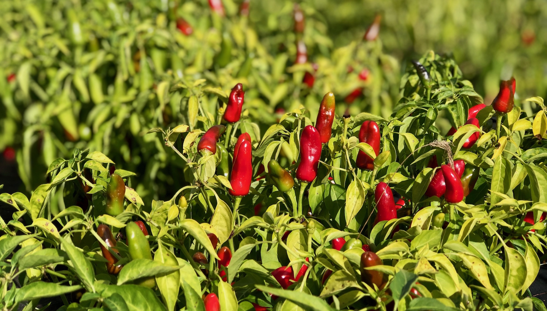 Video RTL Nord bei der Chilli Manufaktur