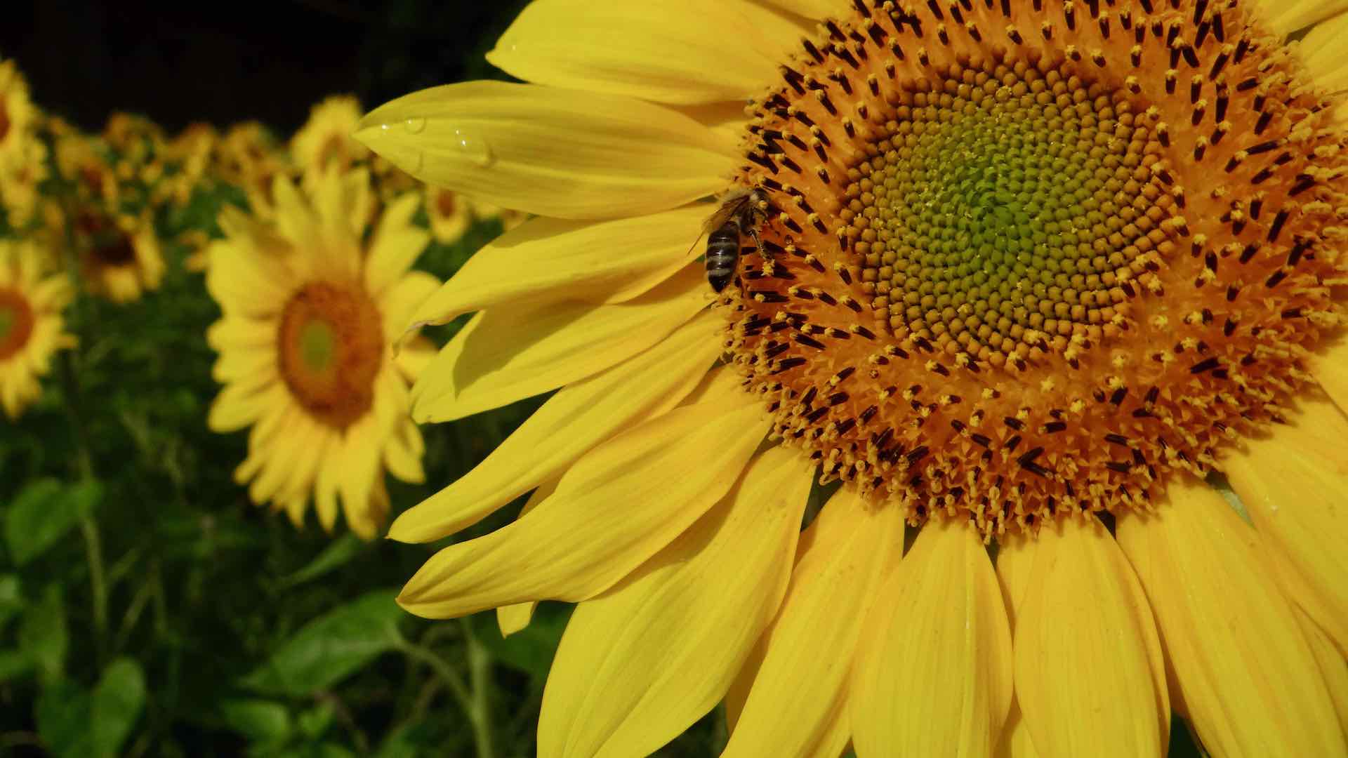 Das Bild zeigt ein Sonnenblumenfeld und im Vordergrund eine Blüte mit Biene