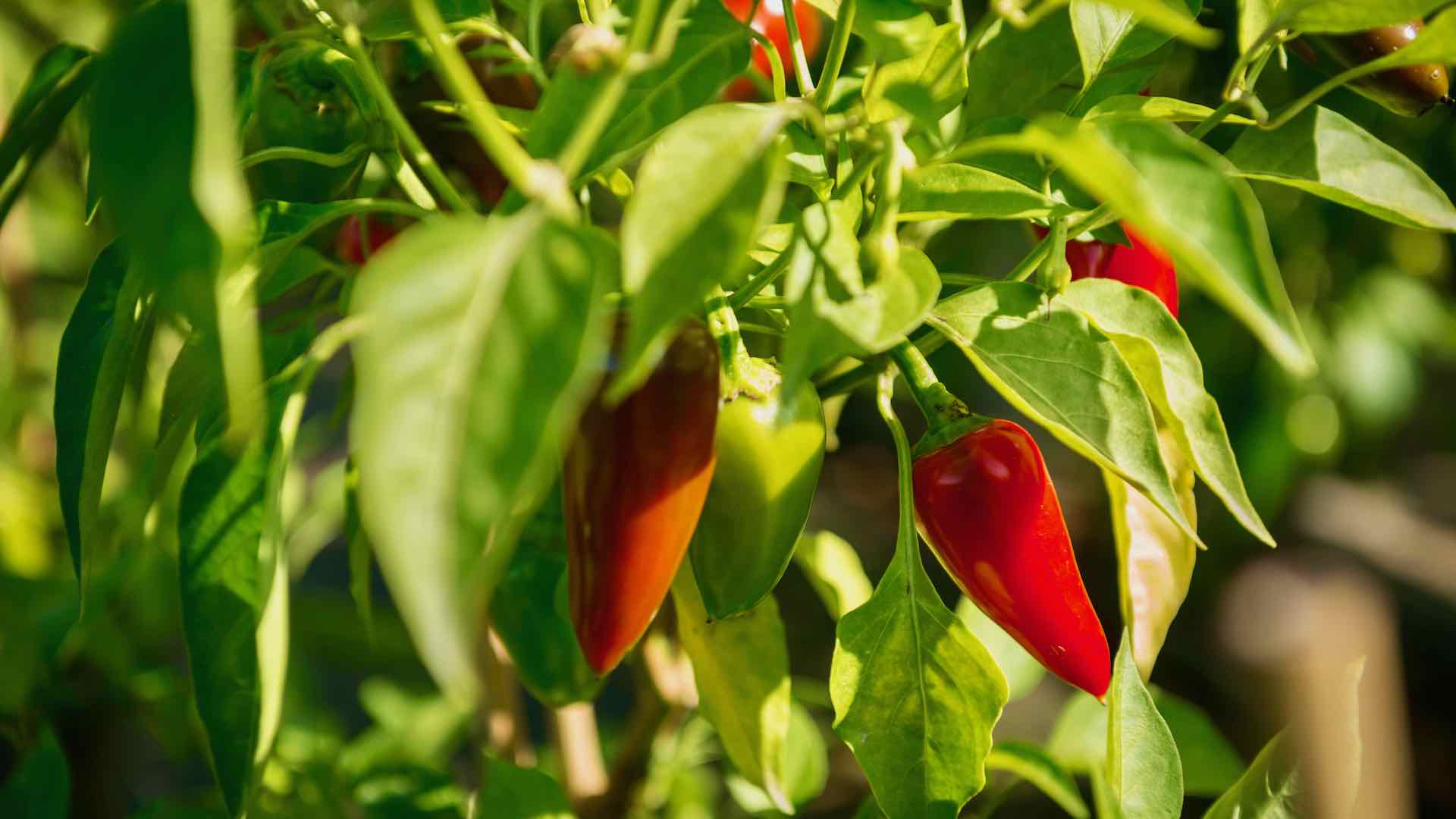 Bild zeigt rote Chilischoten an einer Pflanze hängend