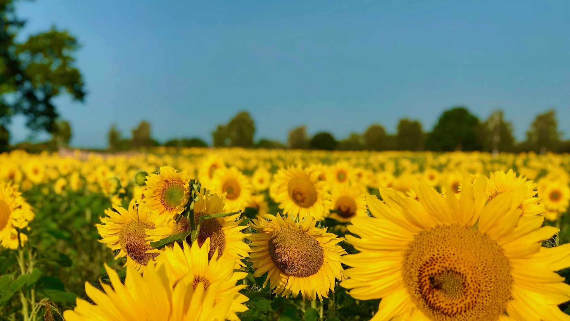 Bild zeigt ein Sonnenblumenfeld in der Lüneburger Heide