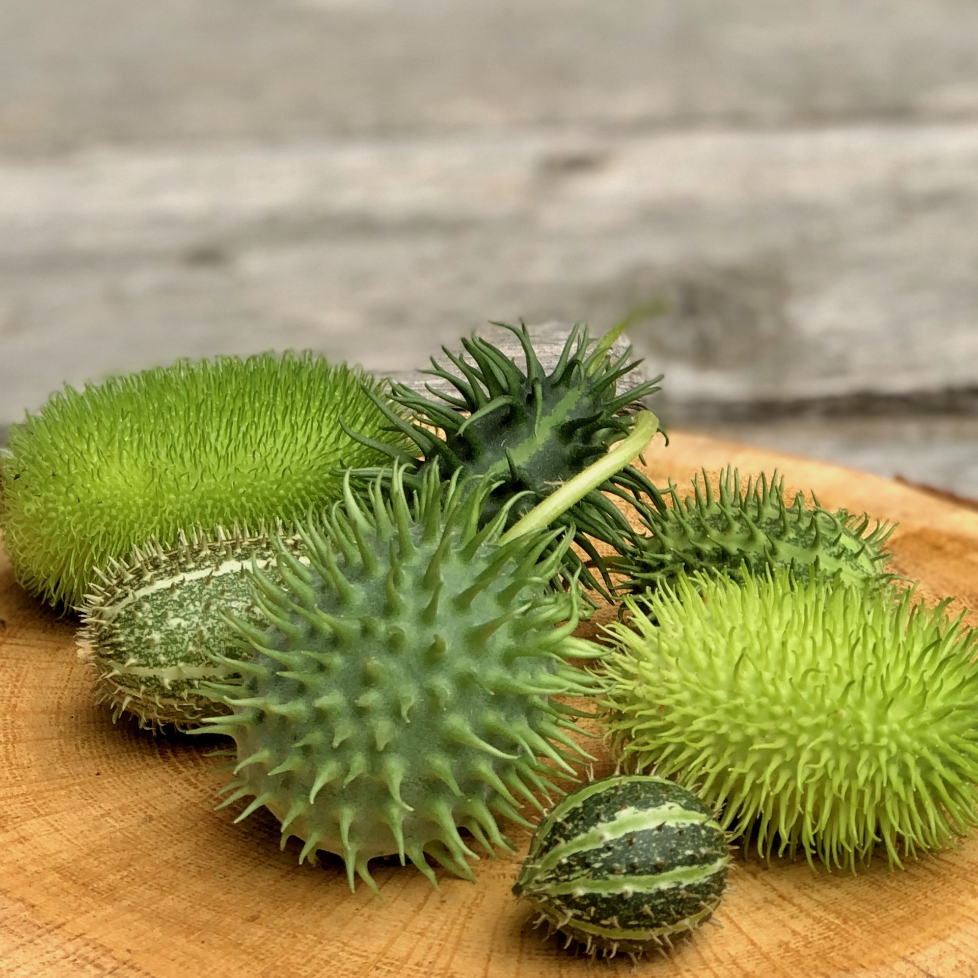 Ziergurken Cucumis Herbstdeko kaufen Ziergurken Cucumis in unterschiedliche Formen auf eine Holzscheibe liegend für die Herbstdeko als Set zum Kaufen