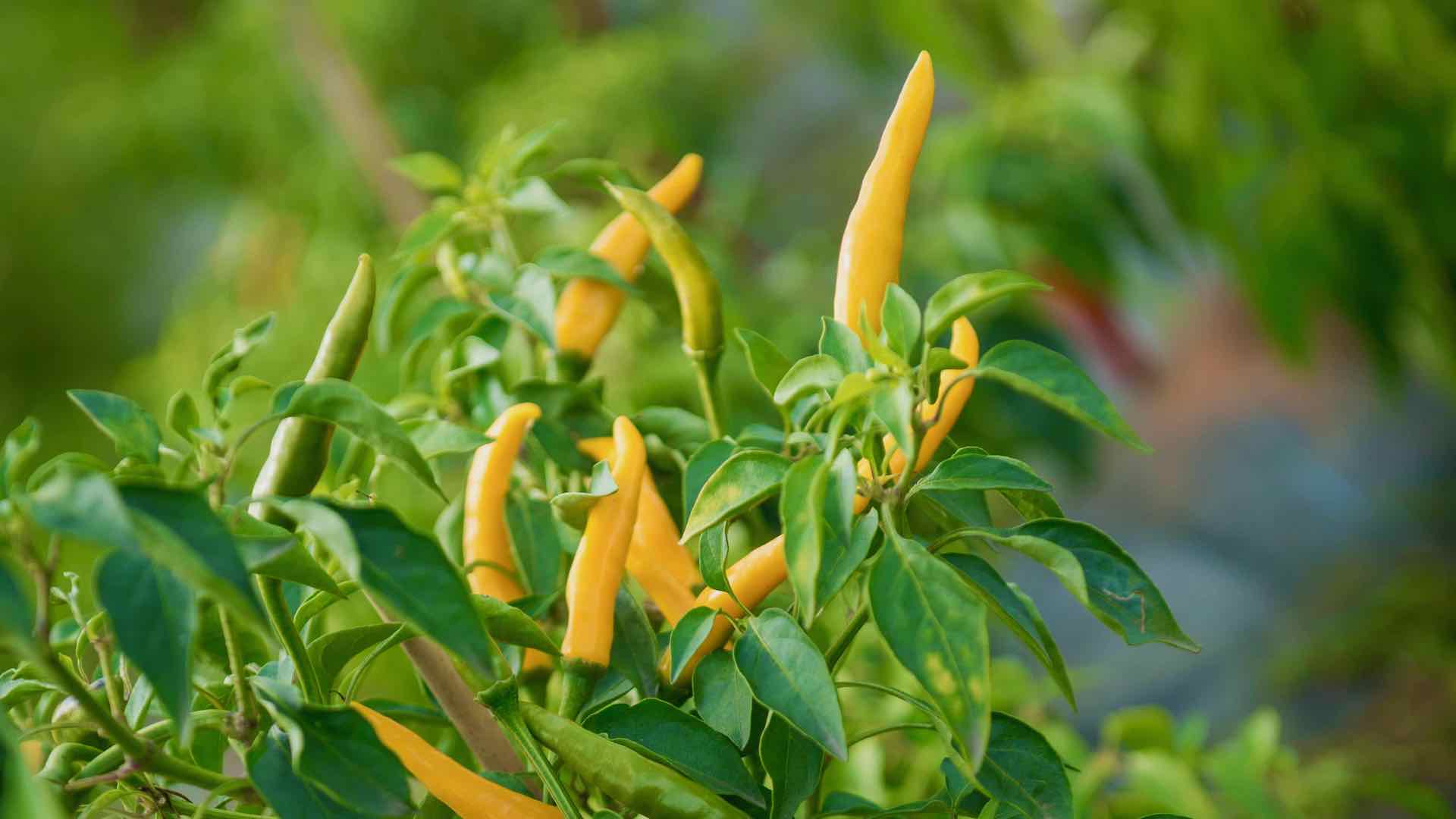 Das Bild zeigt gelbe Chilischoten an einer Pflanze im Freiland
